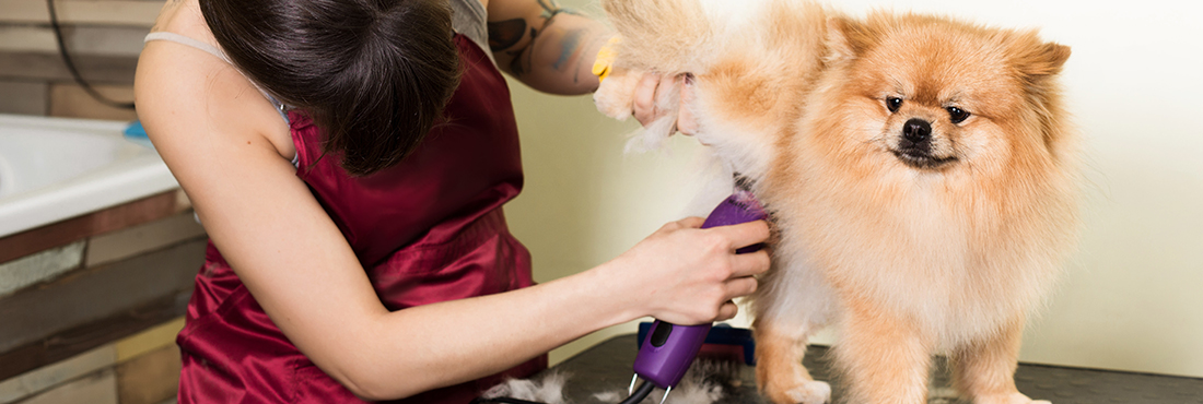 The Best Dog Grooming Clippers in 2022 | My Pet Needs That