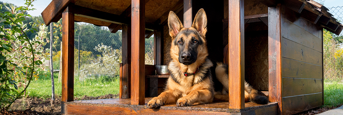 Best-Dog-Houses-for-Winter