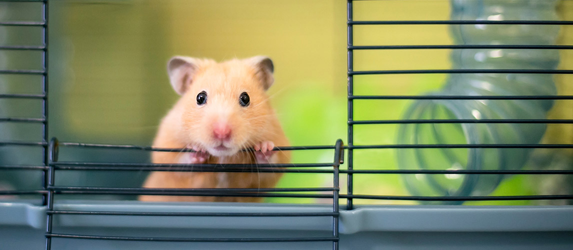 Best-Hamster-Cages