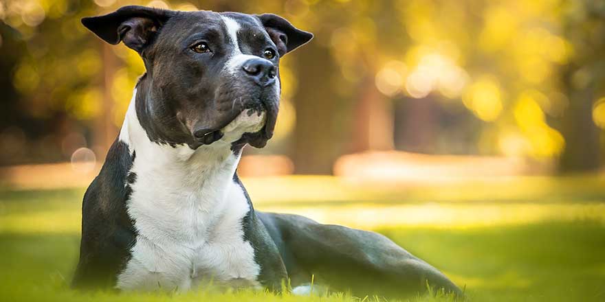 Black And White Beautiful Laying Male American Stafford Shire Terrier In The Autumn Park