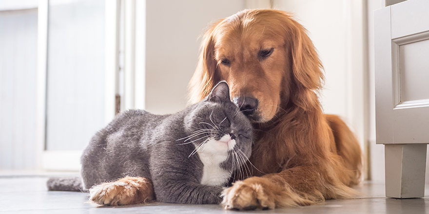 British cat and Golden Retriever