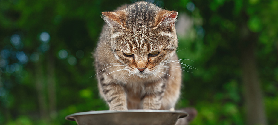 Brown and white striped beautiful feline cat. Domestic animal. 