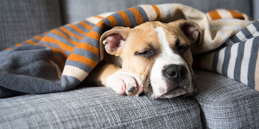 Bulldog Mix Puppy Sleeping on Gray Sofa at Home