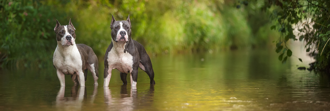 Can Pit Bulls Swim?