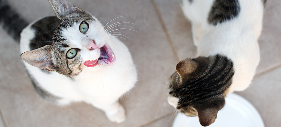 Cats drinking milk from bowl outdoors.