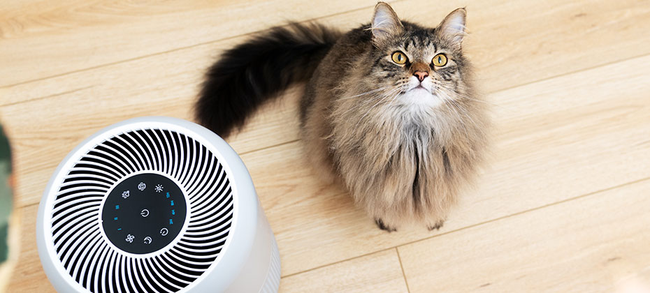 Close up of a Fluffy Cat Sitting Next to Air Purifier