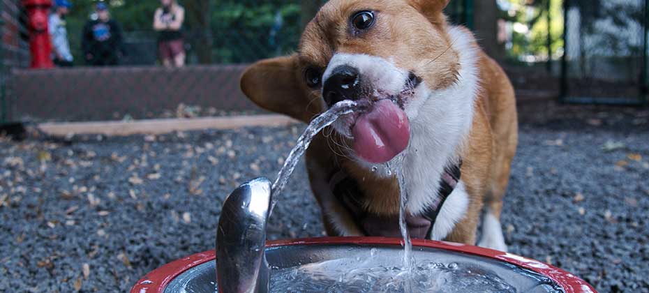 Corgi drinking from water fountain in dog run.