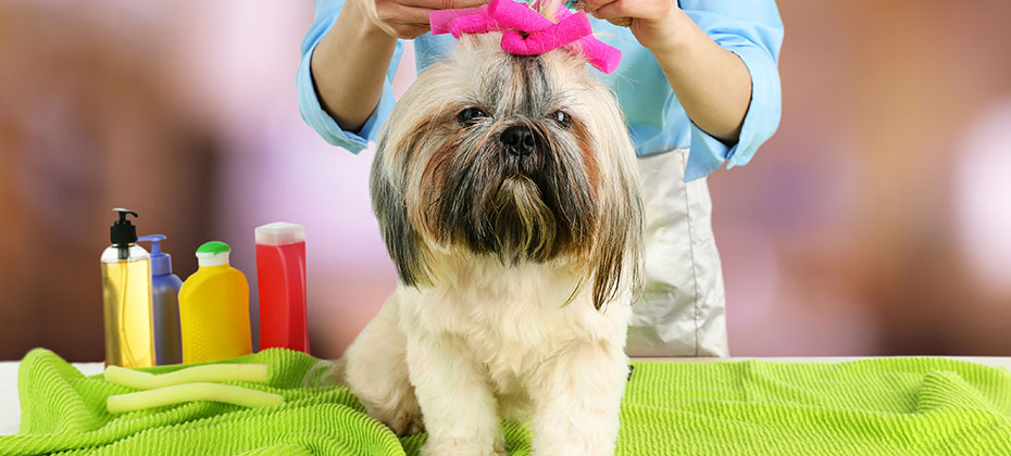 Cute Shih Tzu with a purple bow tie sitting on a green towel in front of the female god groomer.