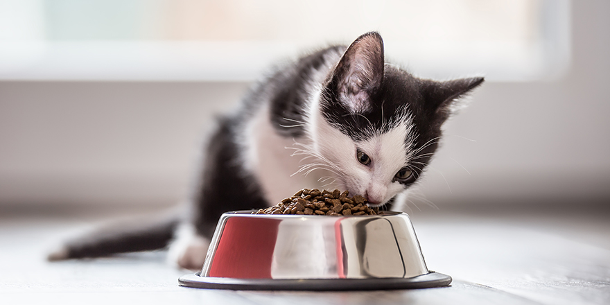 Cute little kitten with a bowl of granules at home or in indoor.