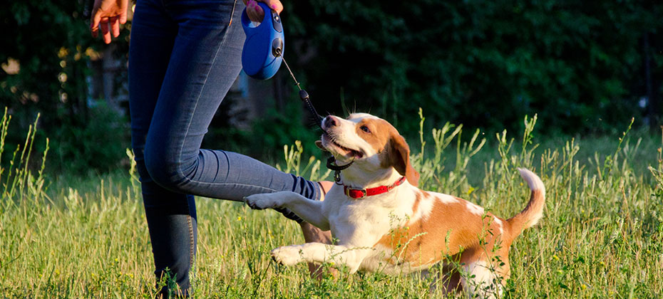 Cute playful beagle puppy running next to its owner and pulling its leash with its teeth