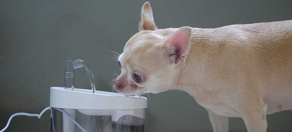 Dog drink water in white pet drinking fountain .
