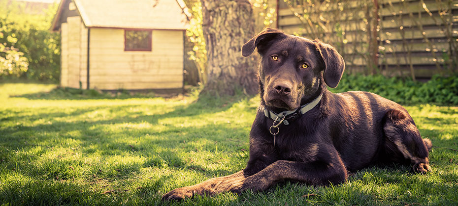 Dog in a garden with a dog house