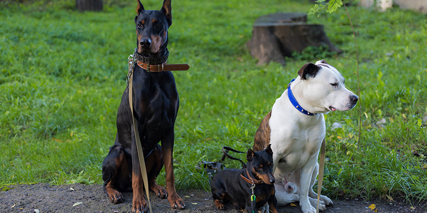 Dogs of different breeds are peacefully near and waiting for their owners