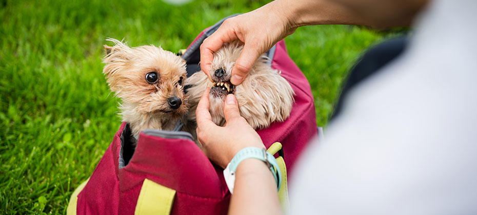 Female pet owner checking out teeth health of her two Yorkshire Terrier dogs outdoors