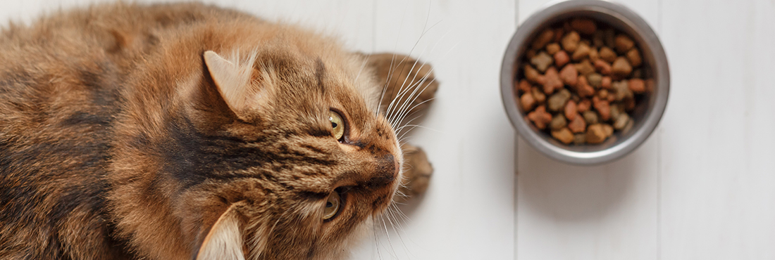 Food Allergies in Cats