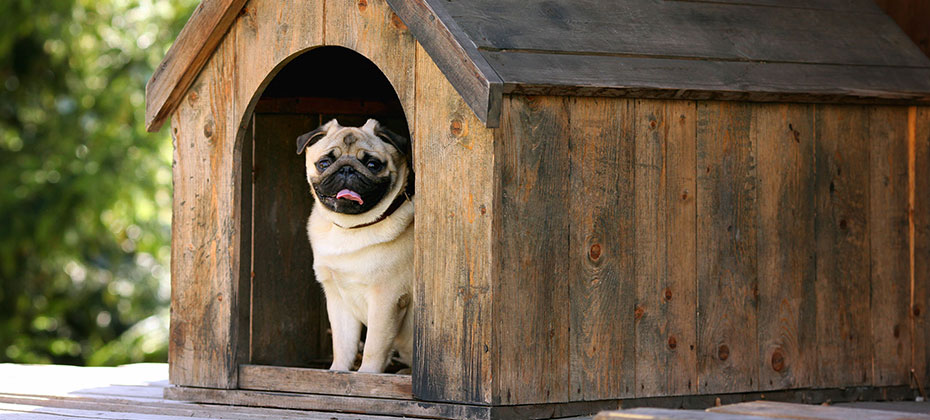 Funny pug dog in the dog house