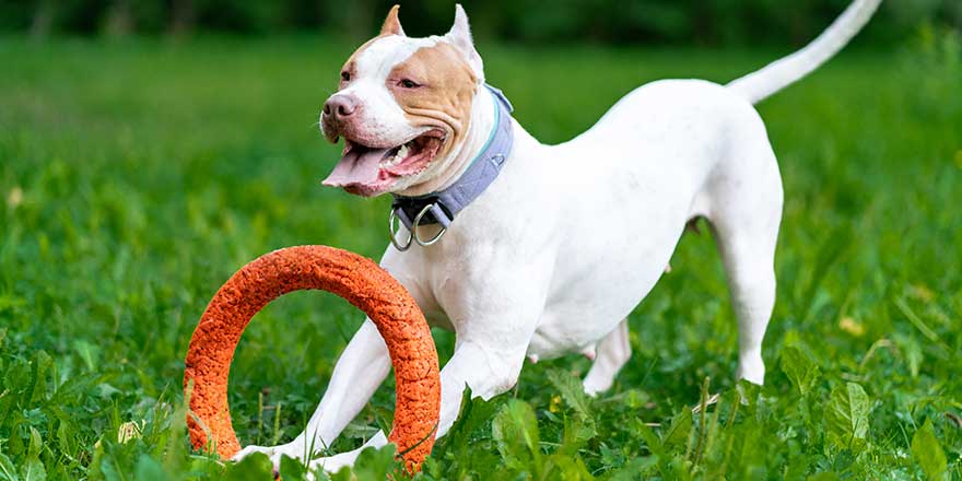 Horizontal of joyful and cheerful american pitbull terrier dog playing with orange hoop in mouth in park on grass. 