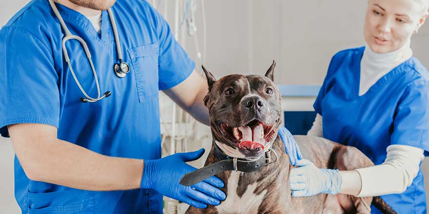 Image of a bulldog being examined at the clinic.