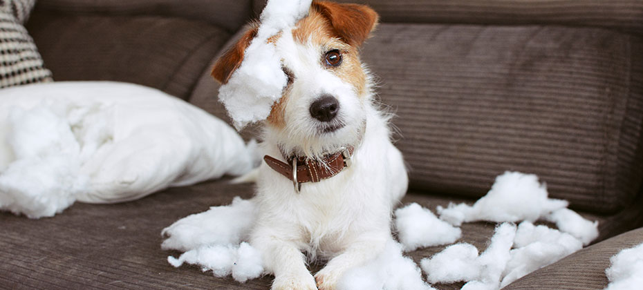 Jack Russel ruined the pillow on the sofa
