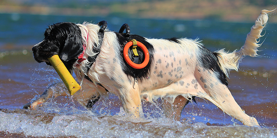 Landseer rescue dog