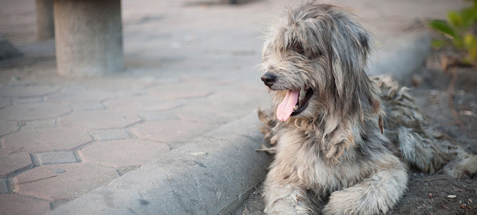 Long-haired dirty gray dog laying down next to a paving blocks floor. 