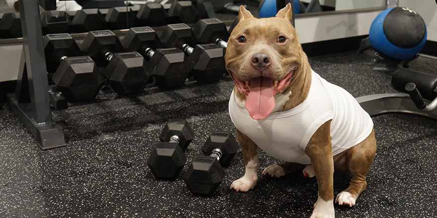 Pit Bull dog working out at gym with weights and female owner
