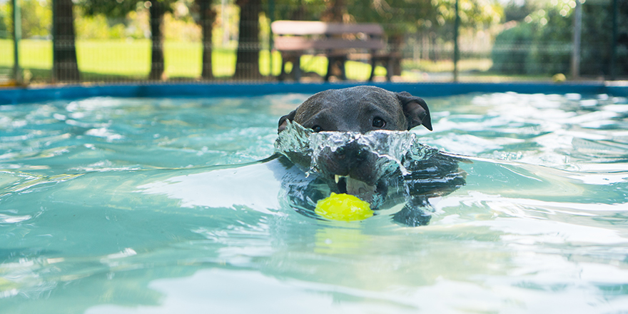 Pit bull dog swimming in the pool in the park. Sunny day in Rio de Janeiro.