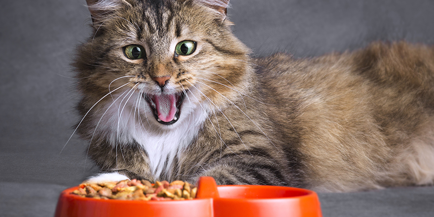 Portrait of a Siberian cat opened his mouth in surprise and looking on a bowl full of dry food on a gray background