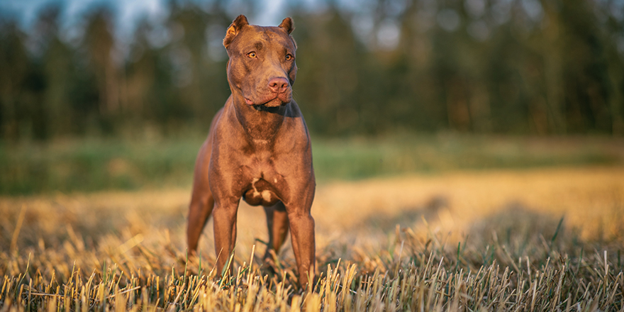 Portrait of a formidable pit bull terrier on a summer meadow in the grass, close-up.