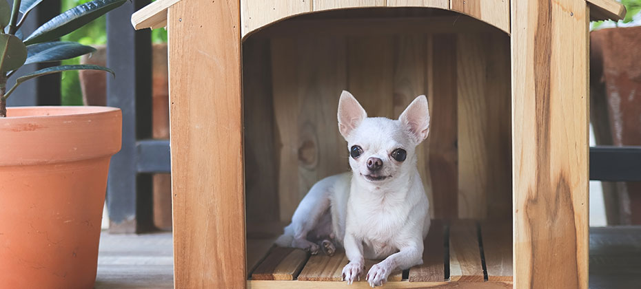 Portrait of white short hair Chihuahua dog lying down in wooden dog house at balcony smiling and , looking at camera.