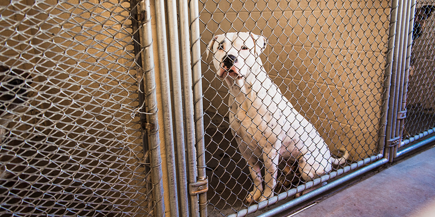 Stray White American Bull Dog Pit Bull Mixed Breed Dog Large Adult Dog Looking Sad Eye Contact with Camera through Animal Shelter Kennel Cage