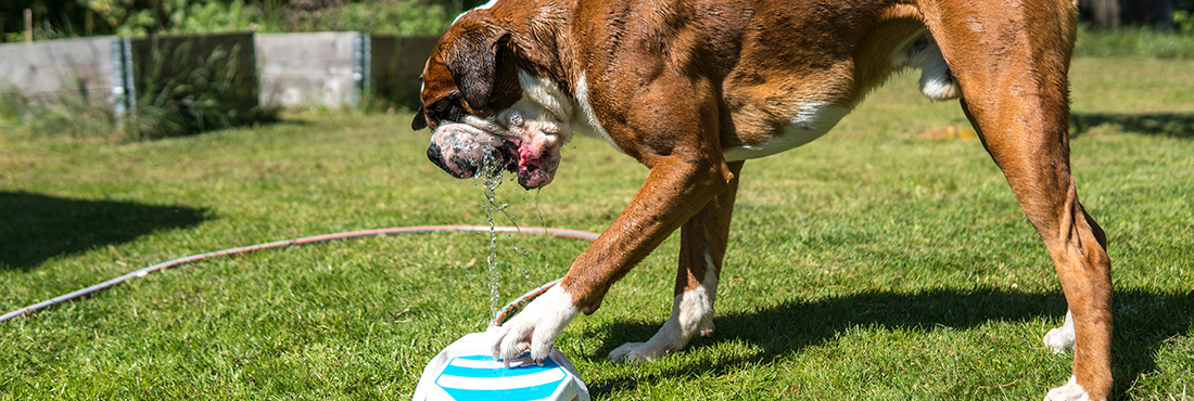 The-Best-Dog-Water-Fountains-to-Keep-Your-Pooch-Hydrated-in-2022