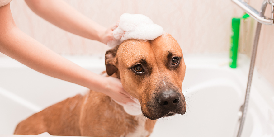 The puppy gets a bubble. pit bull in the bath, bathe the dog