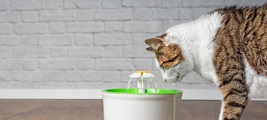 Thirsty tabby cat drinking water from a pet drinking fountain. Side view with copy space.