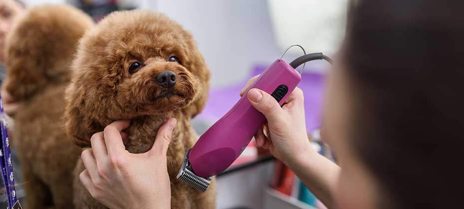 Trimming dog hair with clipper, grooming puppy in salon. Professional animal care. Close-up poodle grooming. Copy space