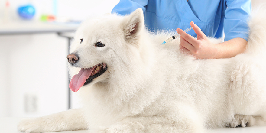 Veterinarian giving injection to dog in clinic