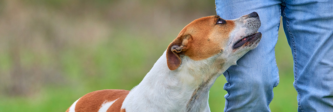 Why Are Pitbulls So Clingy? Understanding Your Pup's Needs