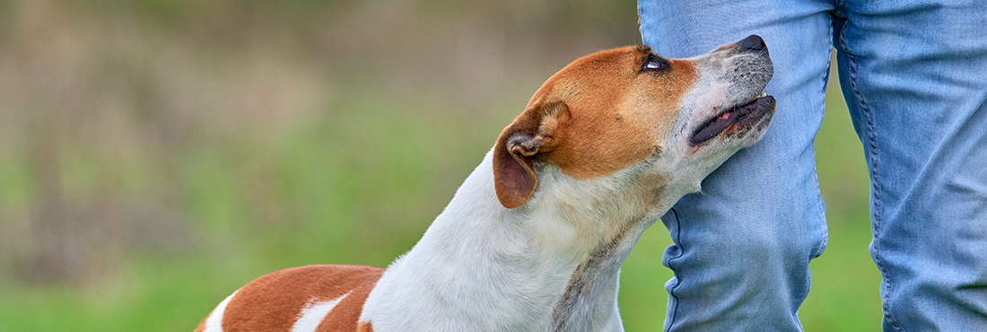 Why-Are-Pitbulls-So-Clingy-Understanding-Your-Pup’s-Needs