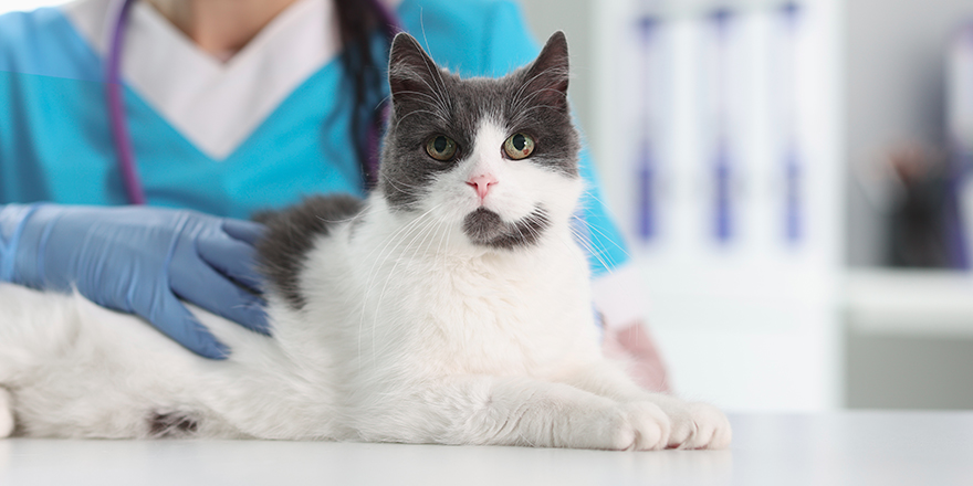 Woman veterinarian in protective gloves stroking cat closeup. 