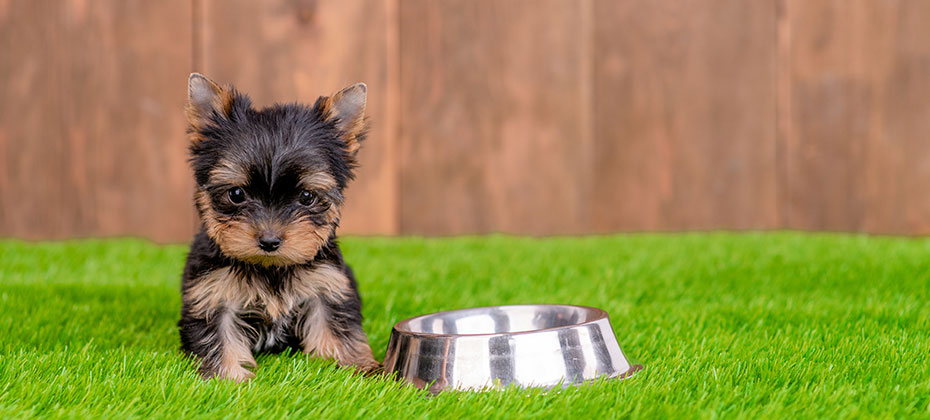 Yorkshire terrier puppy sitting on green summer grass with empty metal bowl
