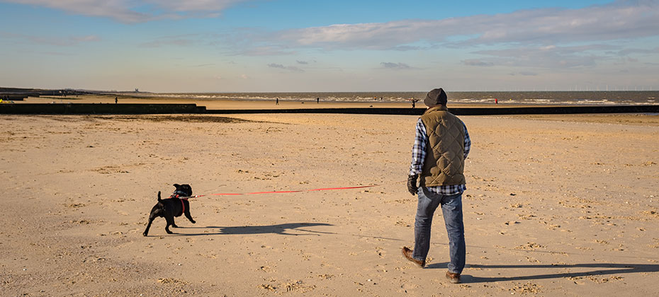 a staffordshire bull terrier dog is walked on a beach a low tide on soft sand on a retractable leash in winter