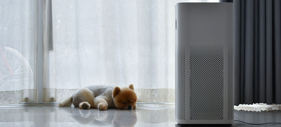 air purifier system cleaning dust pm 2.5 pollution in living room with cute dog in home