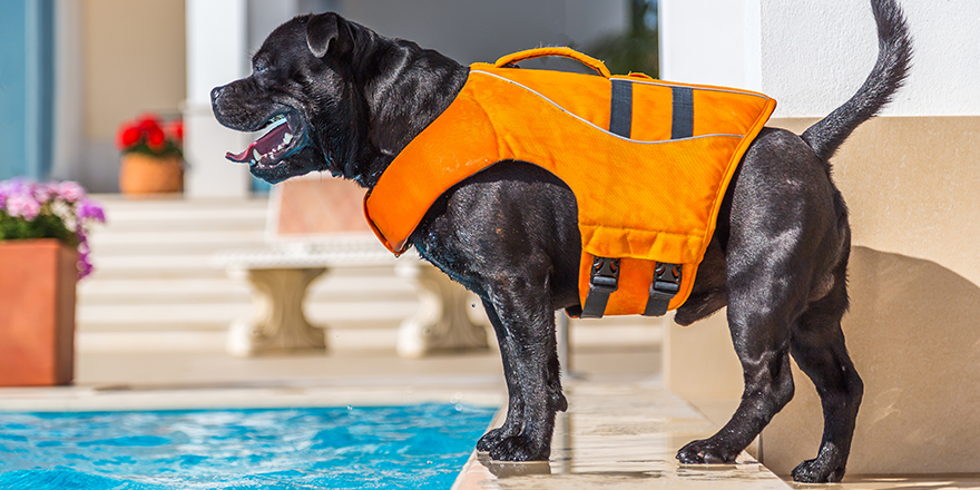 black staffordshire bull terrier dog in an orange lifejacket standing safely by the side of an outdoor swimming pool.