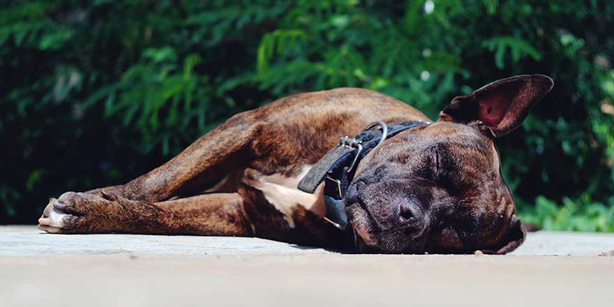 brown dog sleep on cement floor, cute animal wallpaper background concept