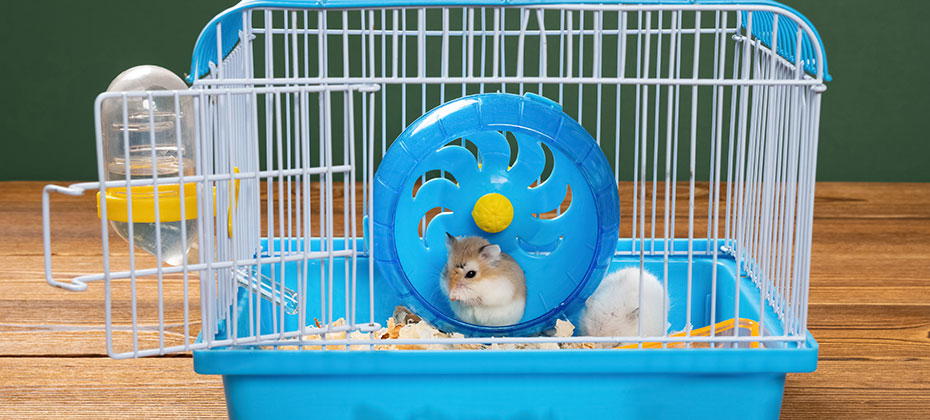 two small hamsters in a blue cage