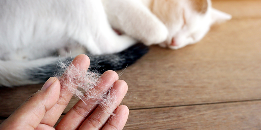 hand holding a pile of cat hair with white cat sleeping on wooden background
