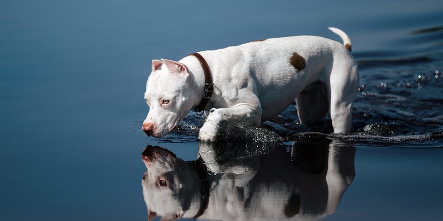 portrait of a standing dog white pit bull Terrier puppy walks in the blue water raised the paw with the reflection in the water