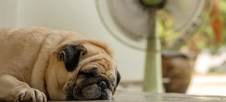 Pug dog is lying on a table in front of the green fan.