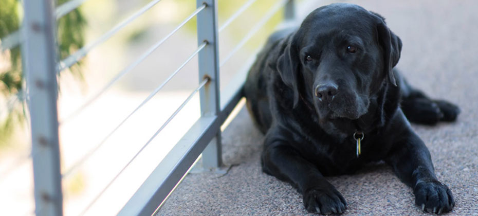 the dog sits on the terrace