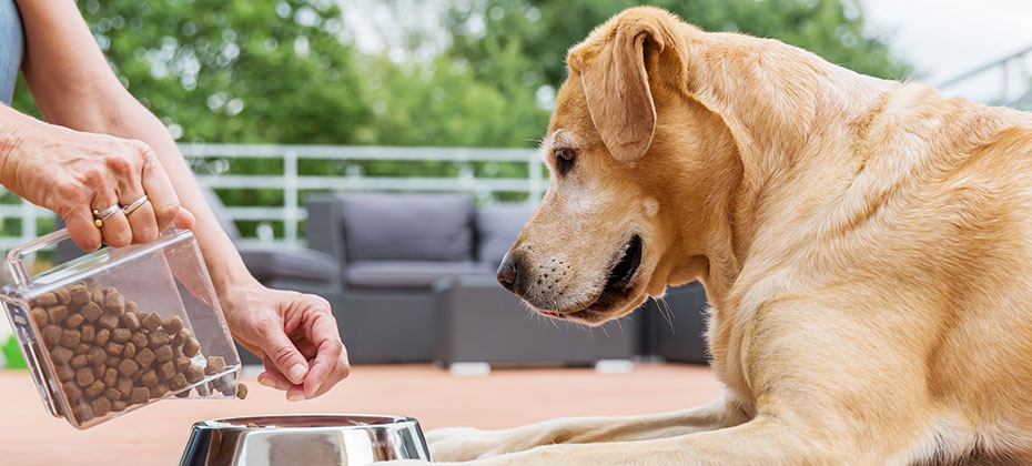 woman gives her labrador the dog food in a feeding bowl